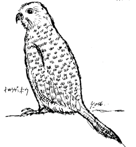 チョウゲンボウの絵