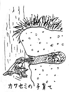 カワセミの営巣の絵