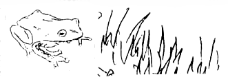 トウキョウダルマガエルの絵