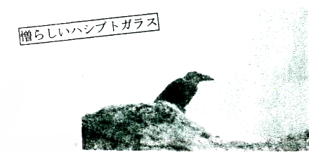 憎らしいハシブトガラスの写真