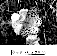 ツマグロヒョウモンの写真