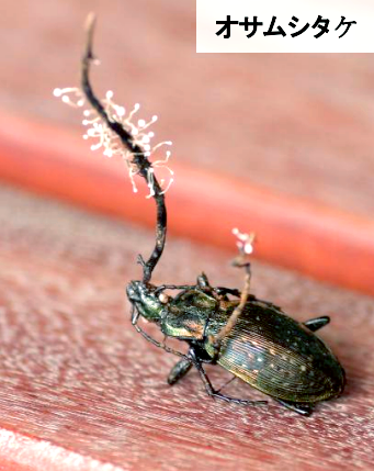 オサムシタケの写真