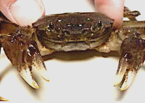 モクズガニの写真