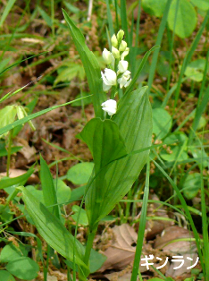 ギンランの写真