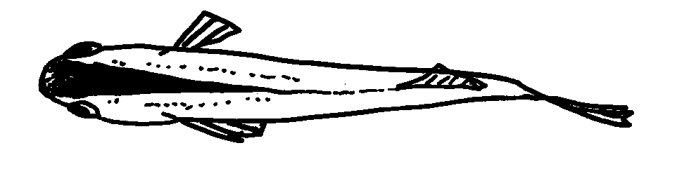 メダカを上から見たイラスト