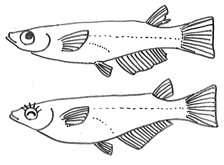 メダカのオスとメスのイラスト