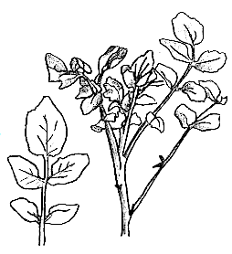 クレソンのイラスト