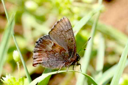 コツバメの写真