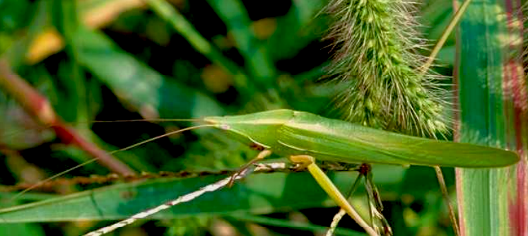 クビキリギスの写真
