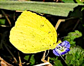 キチョウの写真