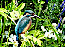 カワセミの写真