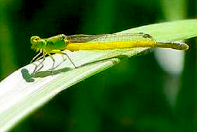 キイトトンボの写真