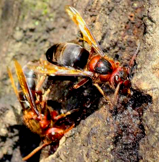 チャイロスズメバチの写真