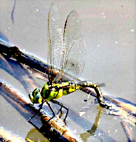 産卵するクロスジギンヤンマの写真