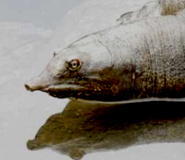 スッポンの写真