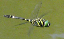 オオヤマトンボの写真