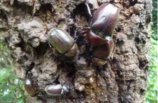 クヌギに集まるカブトムシの写真