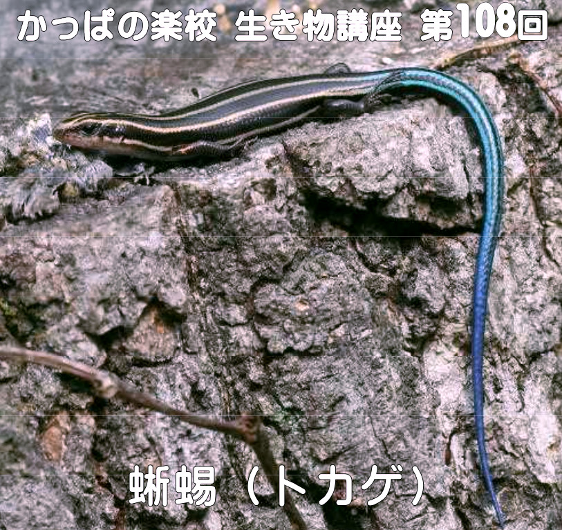 ヒガシニホントカゲのこどもの写真