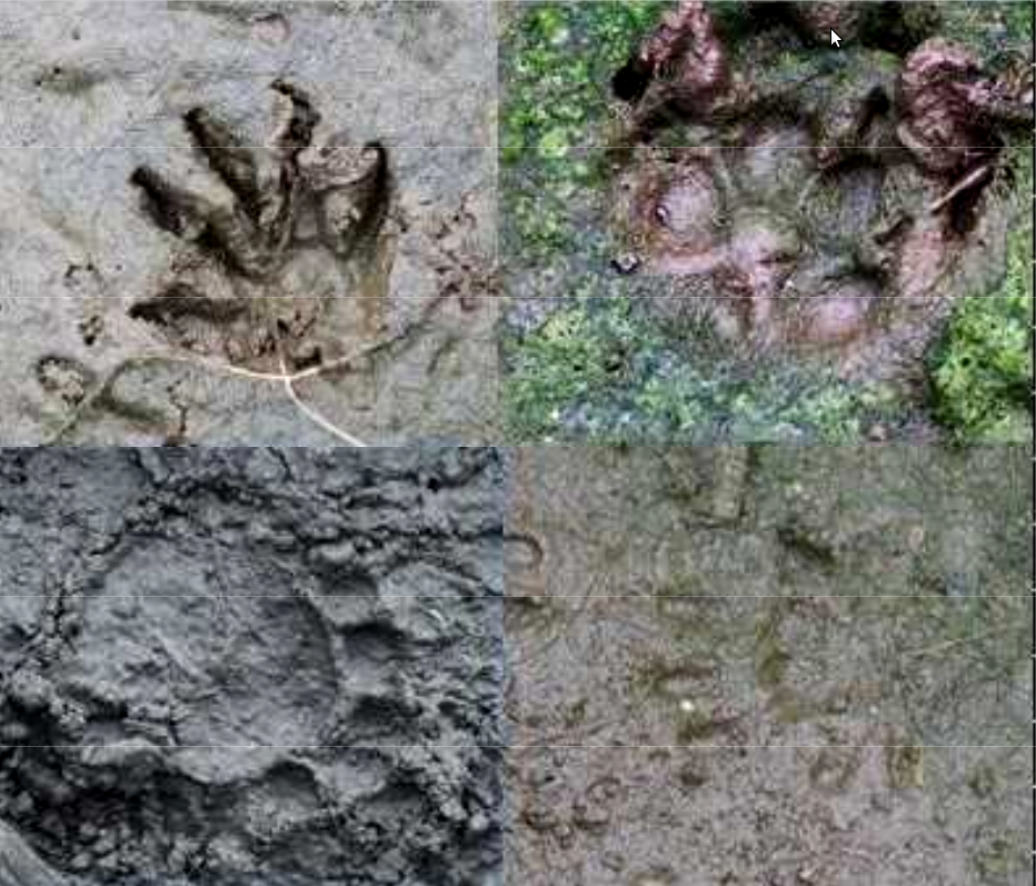 いきもののあしあと