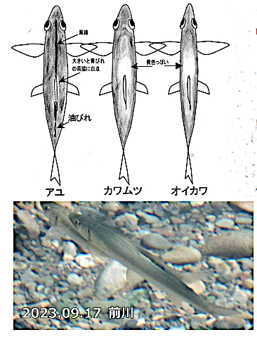 アユ・カワムツ・オイカワの図、アユの写真
