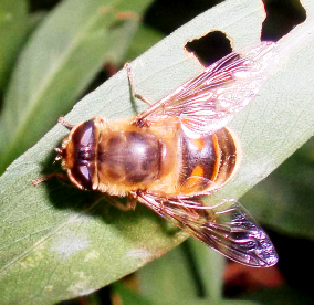 ナミハナアブの写真