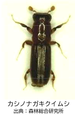 カシノナガキクイムシの写真