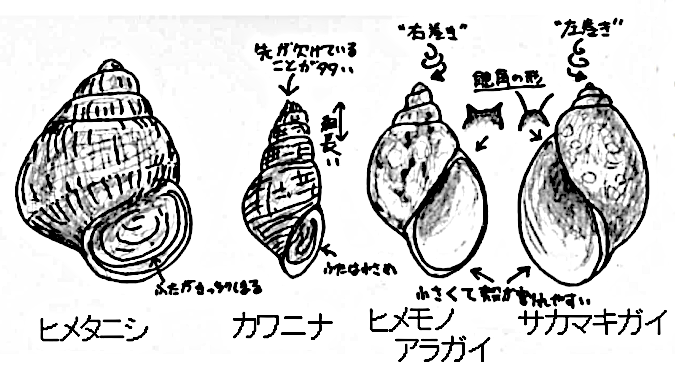 巻貝の図