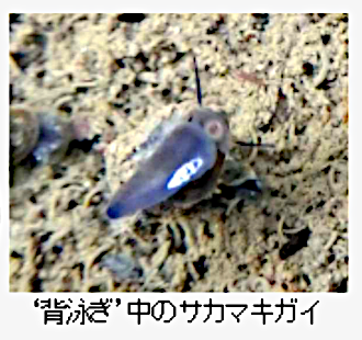 背泳ぎしているサカマキガイの写真