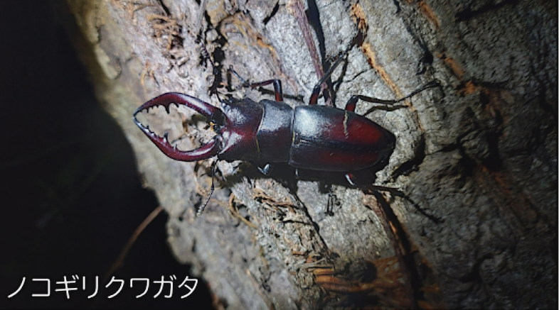 ノコギリクワガタの写真